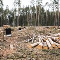 Metsatöösturid: aktivistide kaebuste tõttu jäävad raietööd põhjuseta seisma