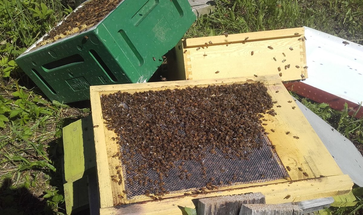 Surnud mesilased Lääne- Virumaal