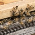 Hukkunud mesilaste jäljed viivad Venemaalt toodud illegaalsete ravimiteni