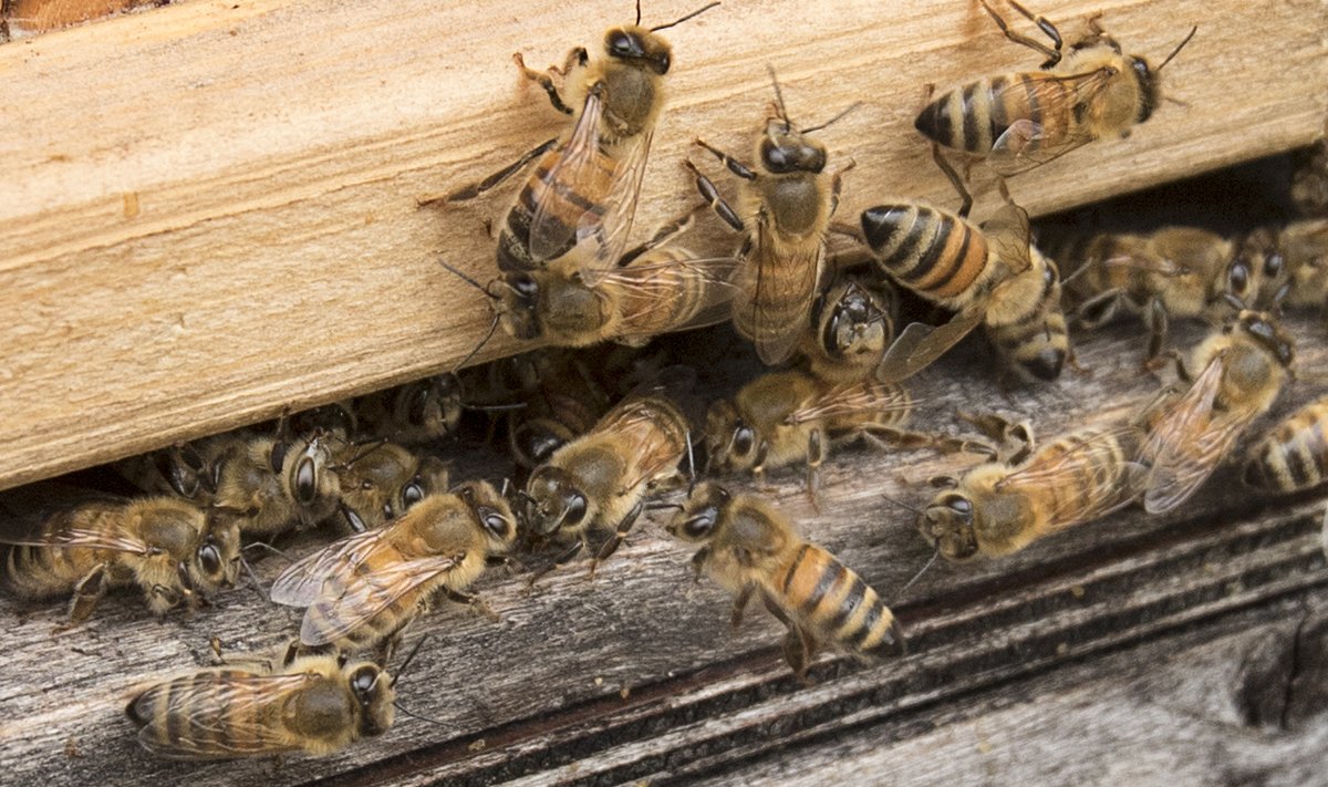 Mesilaste suremise võib põhjustada ka mesinik ise, kui ta kasutab preparaate valesti.