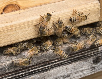 OÜs Muhe Mesi kasvatatakse juba kolmandat aastat Taanist toodud Buckfasti tõugu mesilasemade järglasi.