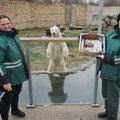 Palju õnne, rahvusvaheline Raspi! Tallinna loomaaia jääkaru sai sünnipäevakingituse varakult kätte