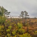 VIDEO | Tolkuse raba — tõenäoliselt üks parimaid loodusturismi objekte Eestis