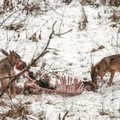 VIDEO | Kiire kõhutäis: hunt püüab kerge vaevaga metskitse endale saagiks