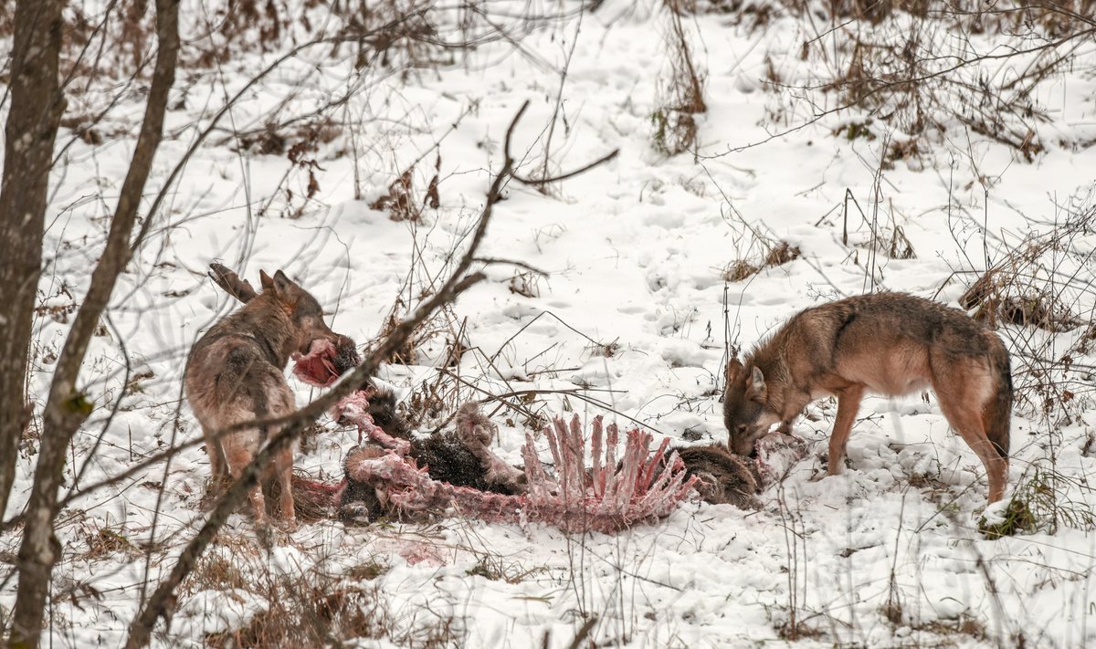 Hundid saagiga. Pilt on illustreeriv.