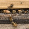 SUUR UURING | Miljoni euro eest uuritakse, miks Eestis mesilaste arv kahaneb