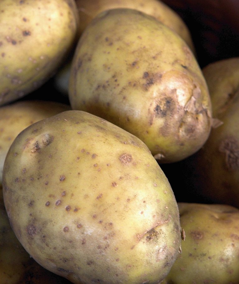 Kas tegu on ikka nii maitsva kartuliga, nagu inimeste mällu on jäänud?