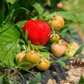 Missugused kahjurid ja haigused maasikasaaki ohustavad ja kuidas neid tõrjuda