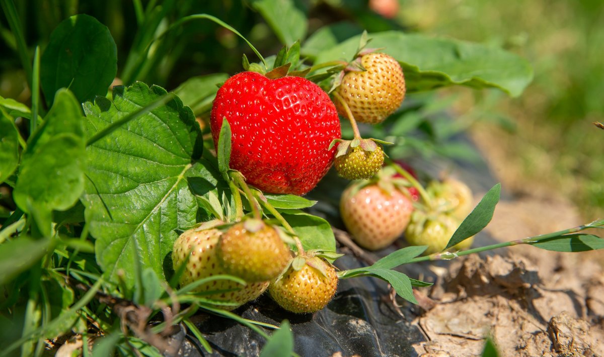 Maitsvaid punaseid maasikaid himustavad lisaks kahejalgsetele ka igasugu putukad.