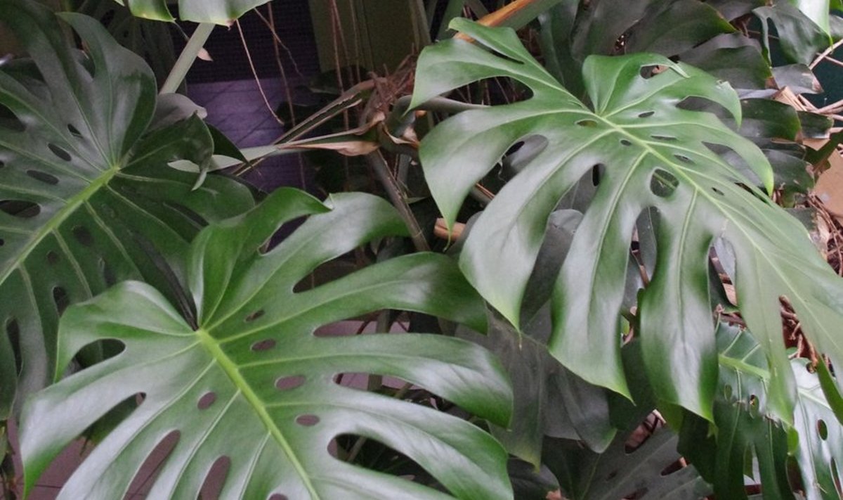 Monstera