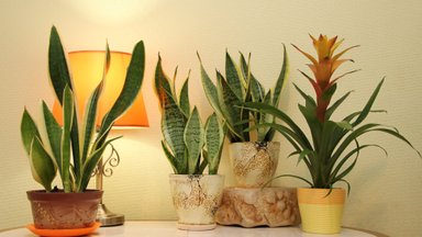 Весна на подоконнике: 6 комнатных растений, которые цветут в холодное время года