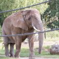 ФОТО | В Таллиннском зоопарке слониха создала хоботом шедевры постмодернизма