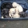 Семерых щенков, которых пытались ввезти в Эстонию, отправили обратно в Россию
