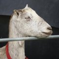 Zoofiilia-vastane rahvaalgatus kogus loetud tundidega tuhatkond toetajat