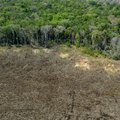 Amazônia metsade kadu on Brasiilia presidendi Bolsonaro valitsemisajal kasvanud viimase 12 aasta suurimaks