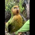 VIDEO | Maailma kummalisim lind: vaata, kui vallatult tantsib lennuvõimetu kakkpapagoi