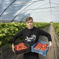 Цены на эстонскую клубнику начали падать. Долго ли это продлится? 