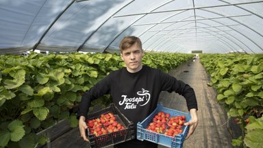 Maasikakasvatajad: hetkel on veel hästi, aga see võib lähipäevil muutuda