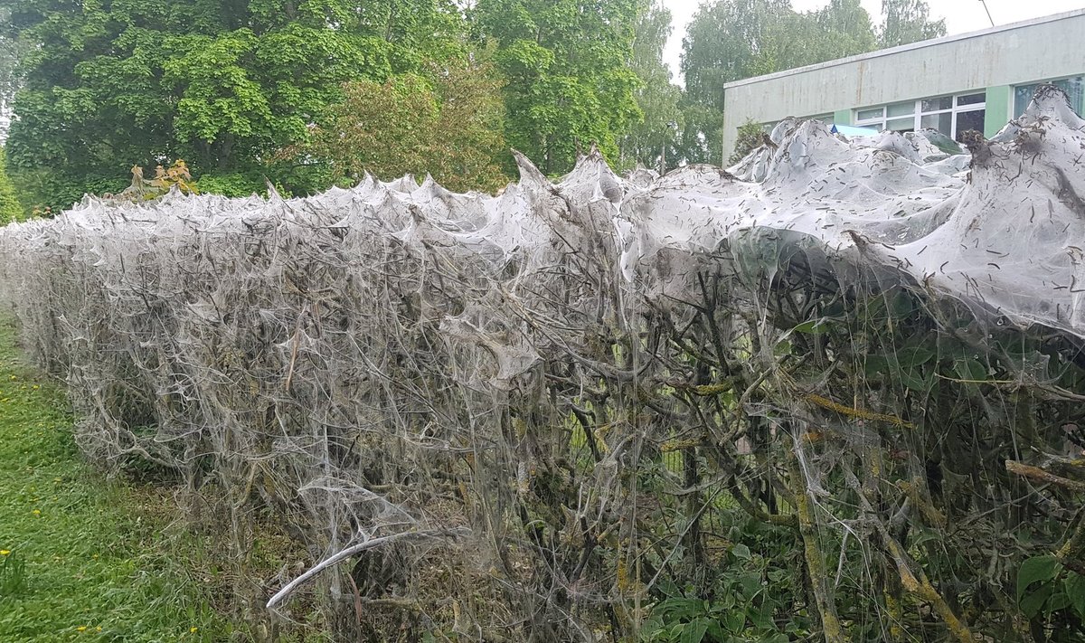 Haabersti linnaosas Järveotsas võib silmata omapärast vaatepilti, kus hekid ja muru on justkui kaetud härmatisega. Võrgendikoid on ala vallutanud ning peale heki ja puude on jõutud isegi metallaiale. Iseäraliku vaatepildi tõttu on inimesed pöördunud ka linnaosavalitsusse. „Spetsialisti hinnangul võib soodsate ilmaolude korral olla olukord järgmisel aastal veelgi hullem, mistõttu tuleb tõenäoliselt siiski lahendusi otsida,” tõdes Haabersti linnaosavanem Andre Hanimägi.