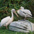 Новости Таллиннского зоопарка: шалунишки-верблюжата и вздорщики-пеликаны
