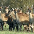 У лесных животных начинается гон: столкновение с транспортным средством может принести ущерб в тысячи евро