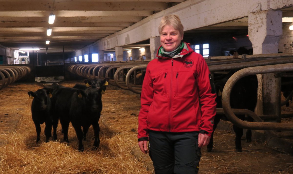 Tiia Riis kantseldab Järvamaal Abaja farmis lihaveiseid.