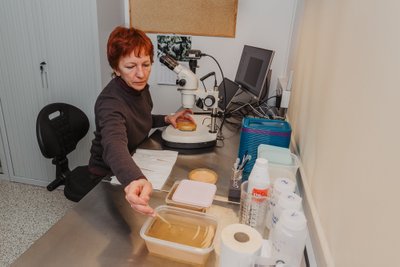 Katrin Kaldma kontrollib mikroskoobi all laboris kasvavate ebapärlikarpide seisukorda. Ta teeb seda kord nädalas, kui karpidel vett vahetab.