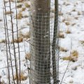 ÜKSIKASJALIK ÕPETUS | Kaitske noori puid jäneste ja teiste talviste kahjustajate eest