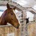 FOTOD | Tori hobused kolisid uutesse esinduslikesse korteritesse