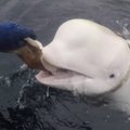 ВИДЕО: В Норвегии обнаружили кита с камерой и надписью на ней "оборудование Санкт-Петербурга"