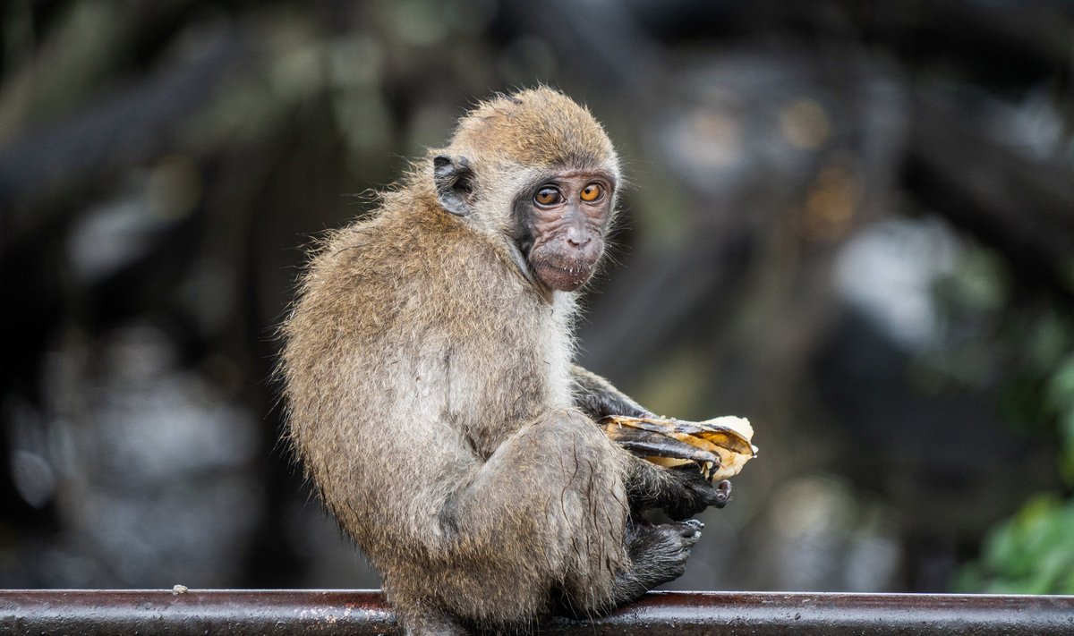 Wild Monkeys in Surat Thani, Thailand - 29 May 2022