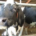 Eesti lehmade piimatoodang ulatub esmakordselt üle 10 000 kg