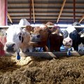 Piimaliit: põllumeeste mure on väga tõsine