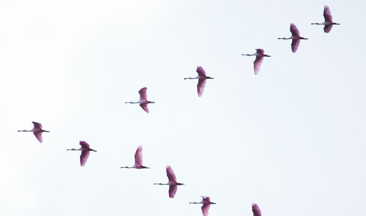 Parves lendamine aitab lindudel säästa ligi 20-30% energiat võrreldes üksi lendamisega.