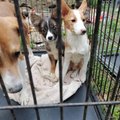 Операция по спасению животных в Сетомаа завершилась смертью 13 собак. Волонтеры считают, что животные погибли напрасно