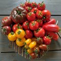 SUUR GALERII | Vaata Maakodu lugejamängule laekunud fotosid erilistest tomatisortidest