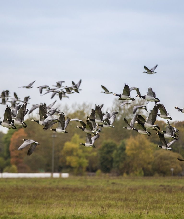 Matsalu on rahvusvahelise tähtsusega kaitseala, kust rändab kevadel ja sügisel läbi koguni kaks miljonit lindu. Nüüd soovitakse selle kaitsekorda leevendada.