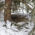Департамент окружающей среды напоминает: спящего в лесу медведя нельзя тревожить!