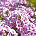 ГАЛЕРЕЯ | Посмотрите на это разноцветное поле! В Вильяндимаа цветут сотни флоксов