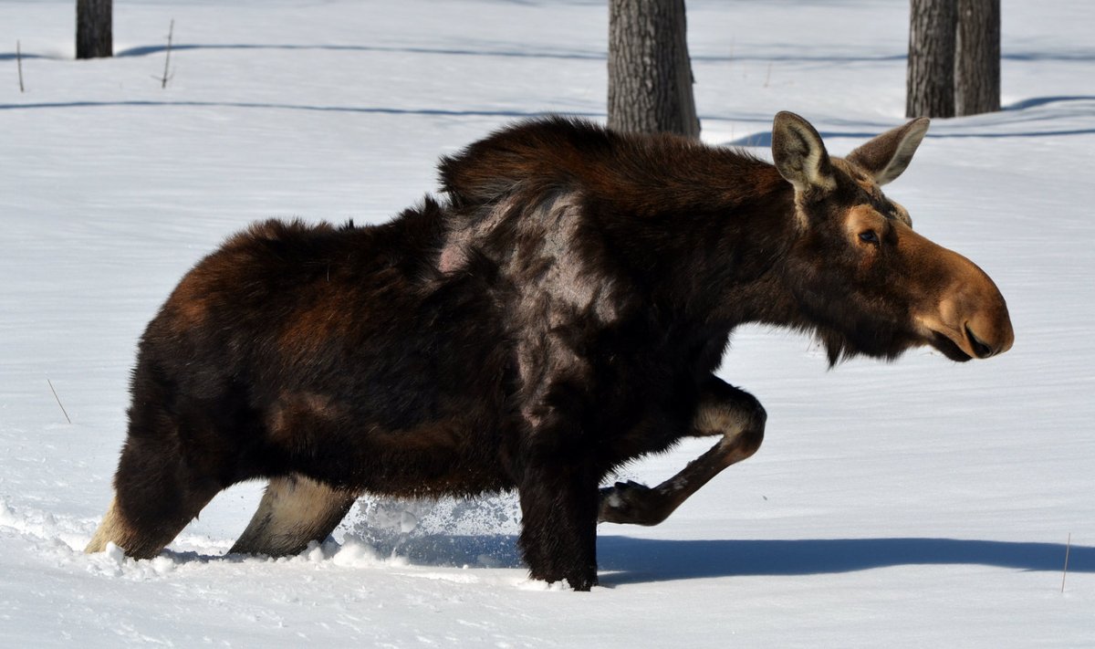 Alaska põder sumpab lumes.