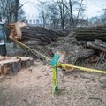 FOTOD | Kadriorus Uus-Sadama bussipeatuse juures võeti maha üks Tallinna jämedaimaid puid