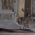 Hämmastav VIDEO: Prantsusmaal sattus hirv kirikusse