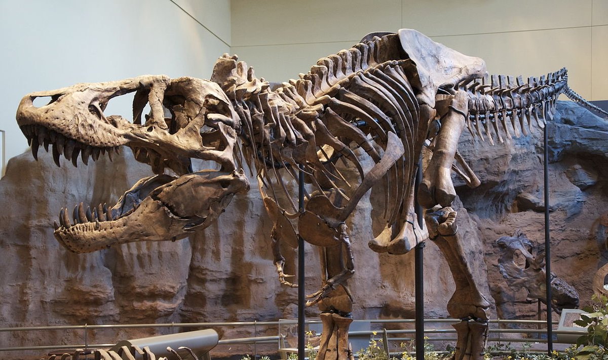Tyrannosaurus rex Pittsburghi muuseumis
