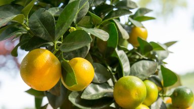 С мечтой о Средиземноморье: как вырастить дома апельсины, лимоны и другие цитрусовые?