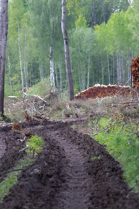 Eesti metsa majandavad suures osas taanlased.