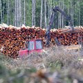 Puidu- ja metsatöösturid nõuavad pesitsusrahu ümber tekkinud olukorras selgust. Juba öeldakse lepinguid üles ja nõutakse leppetrahve