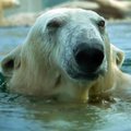 NUNNU VIDEO | Tallinna loomaaia jääkarud naudivad kevadpäikese all suplemist