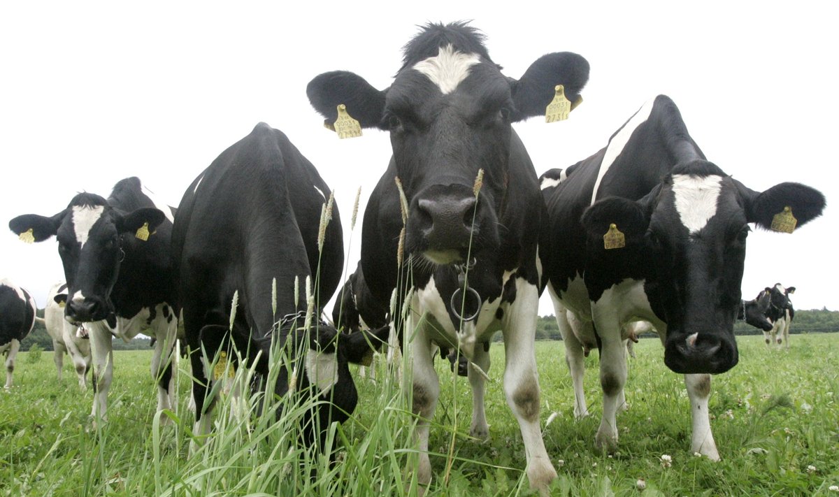 Teeäärsel karjamaal rohtu sööv piimakari on muutunud 35 aastaga haruldaseks.