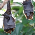 10 põnevat fakti: milliseid saladusi peidab endas nahkhiir?
