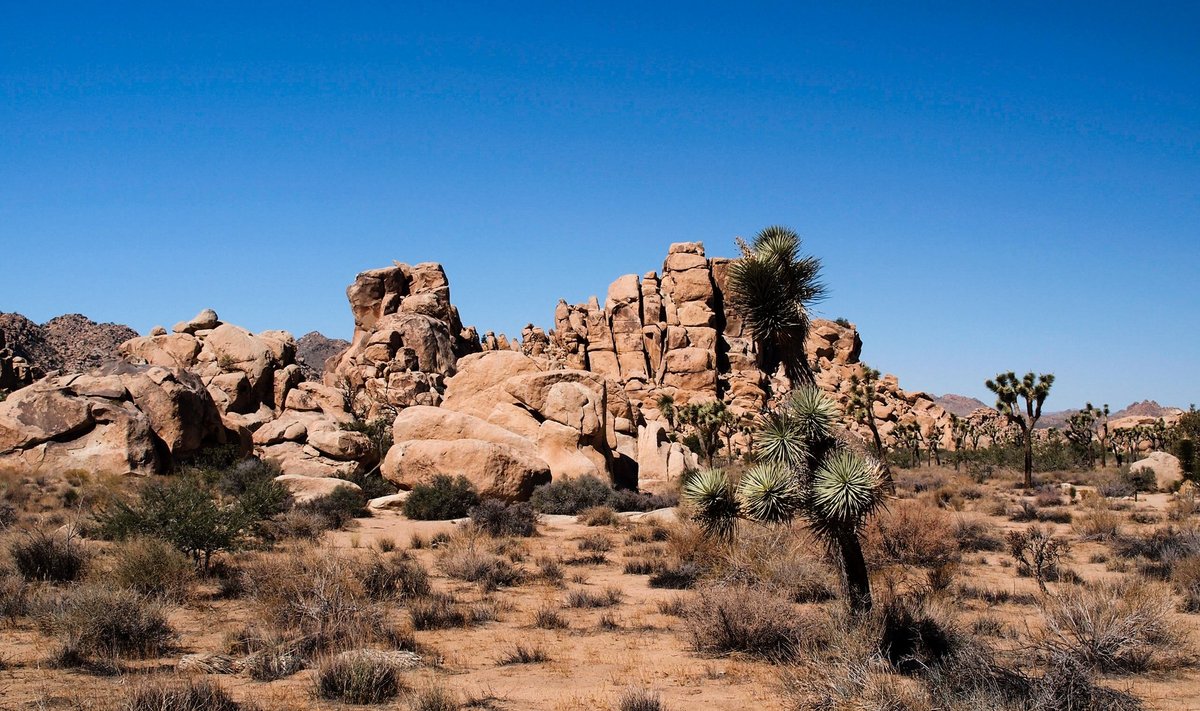 Joshua Tree kõrb